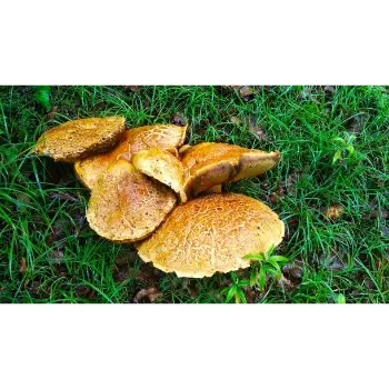 mushroom (20)-8239314-70745.webp